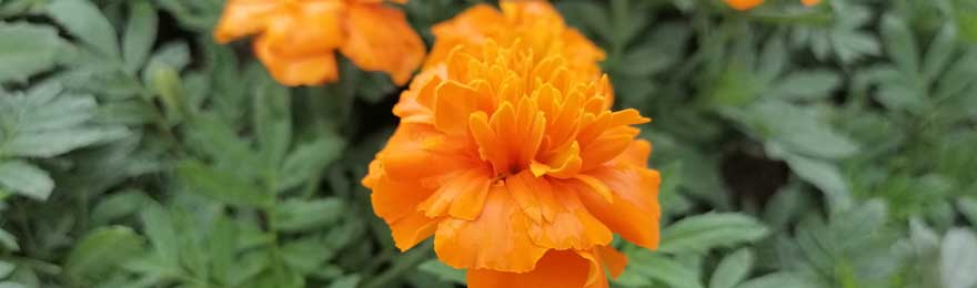 marigold extract manufacturers